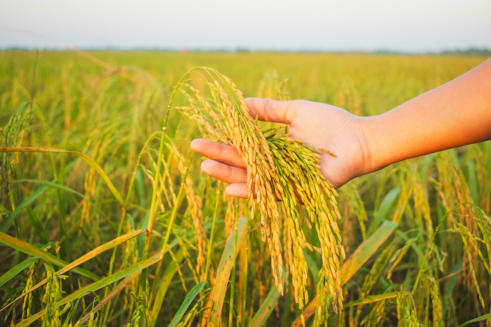 Field Crop Seeds