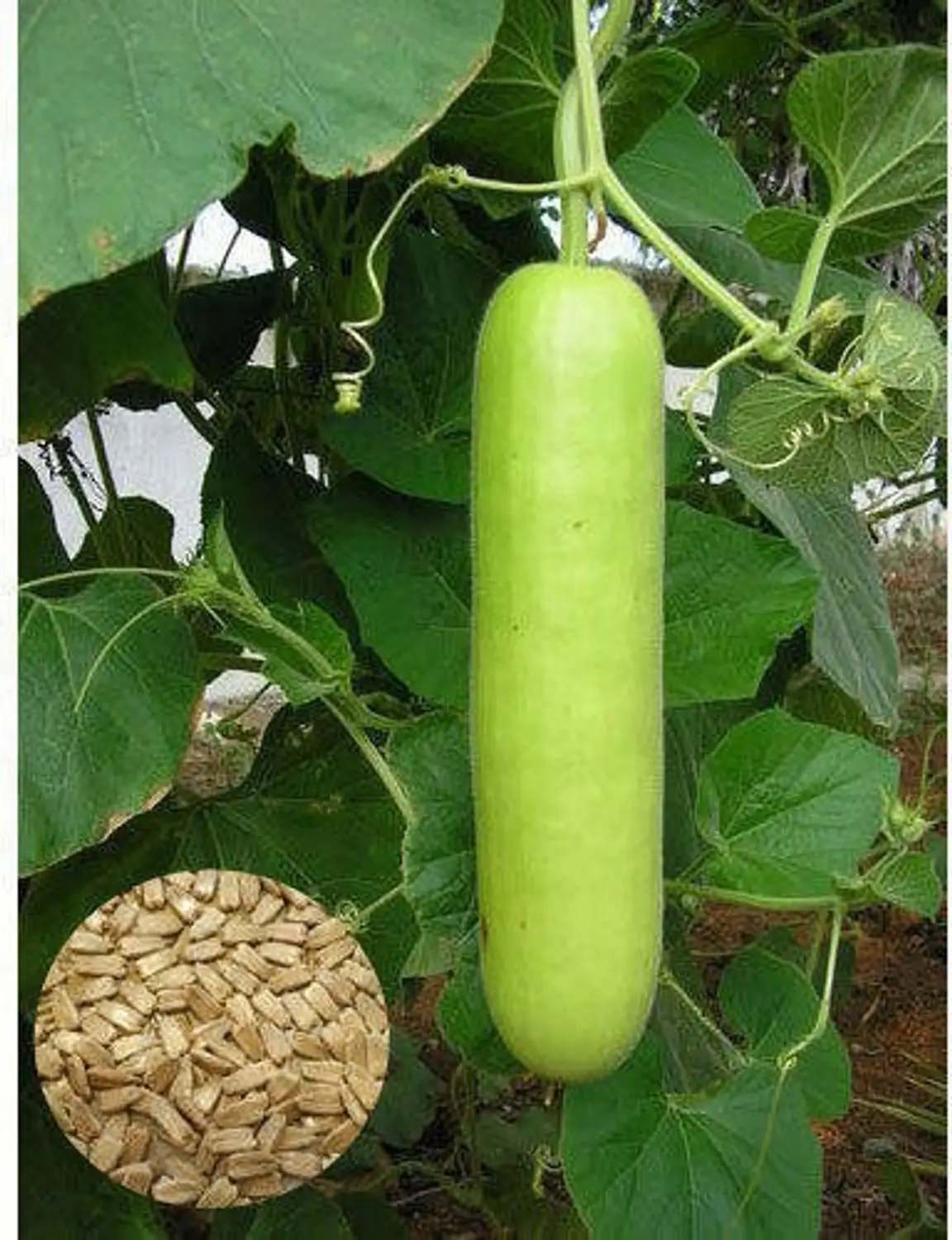 Seeds