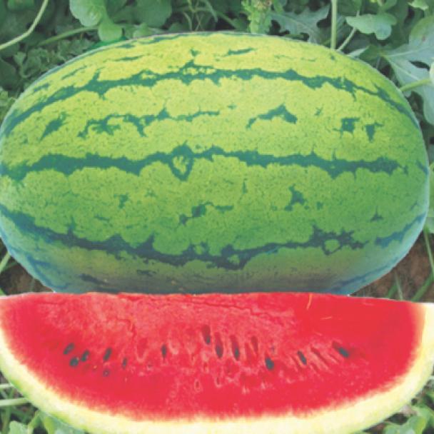 Watermelon Dracula