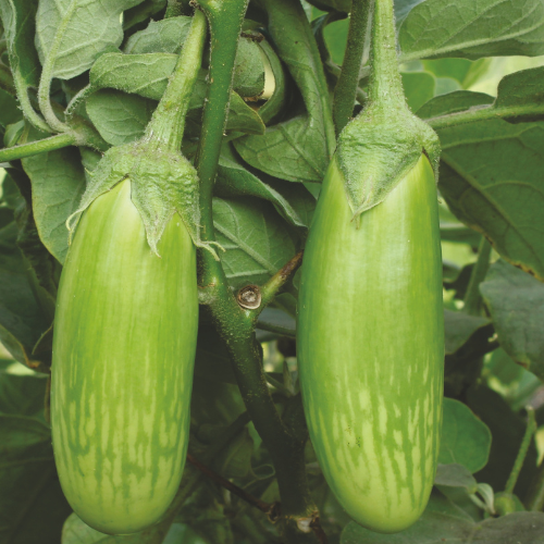 Brinjal Shyamali