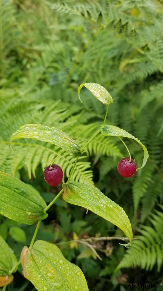 Watermelon Berry