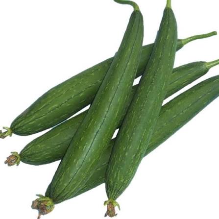 Sponge Gourd Moss