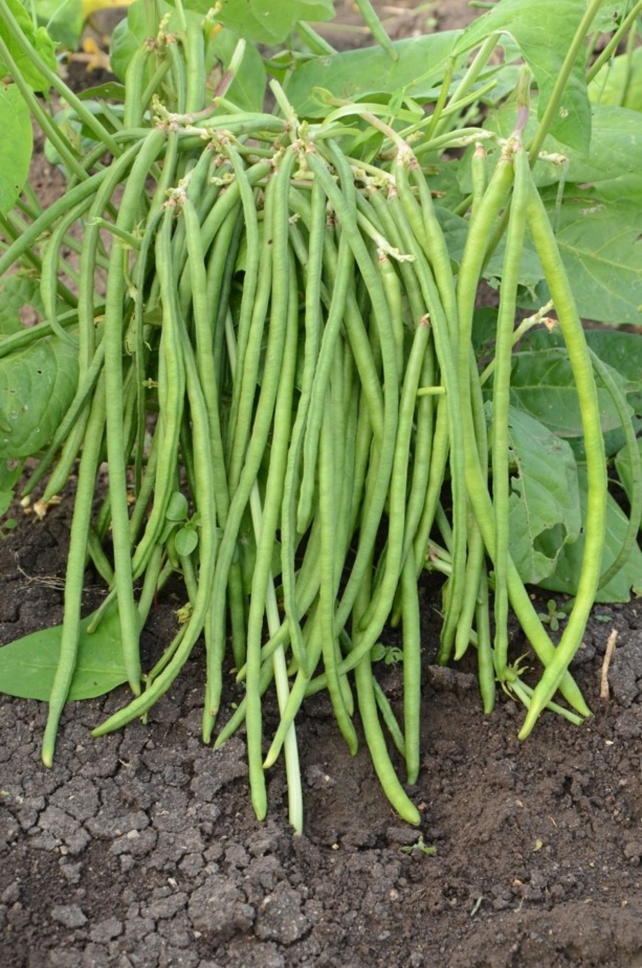 Cowpea Kashinath