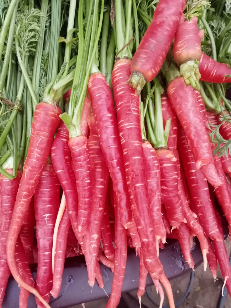 Carrot Red redmea