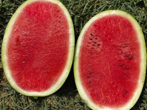 Watermelon Rahi