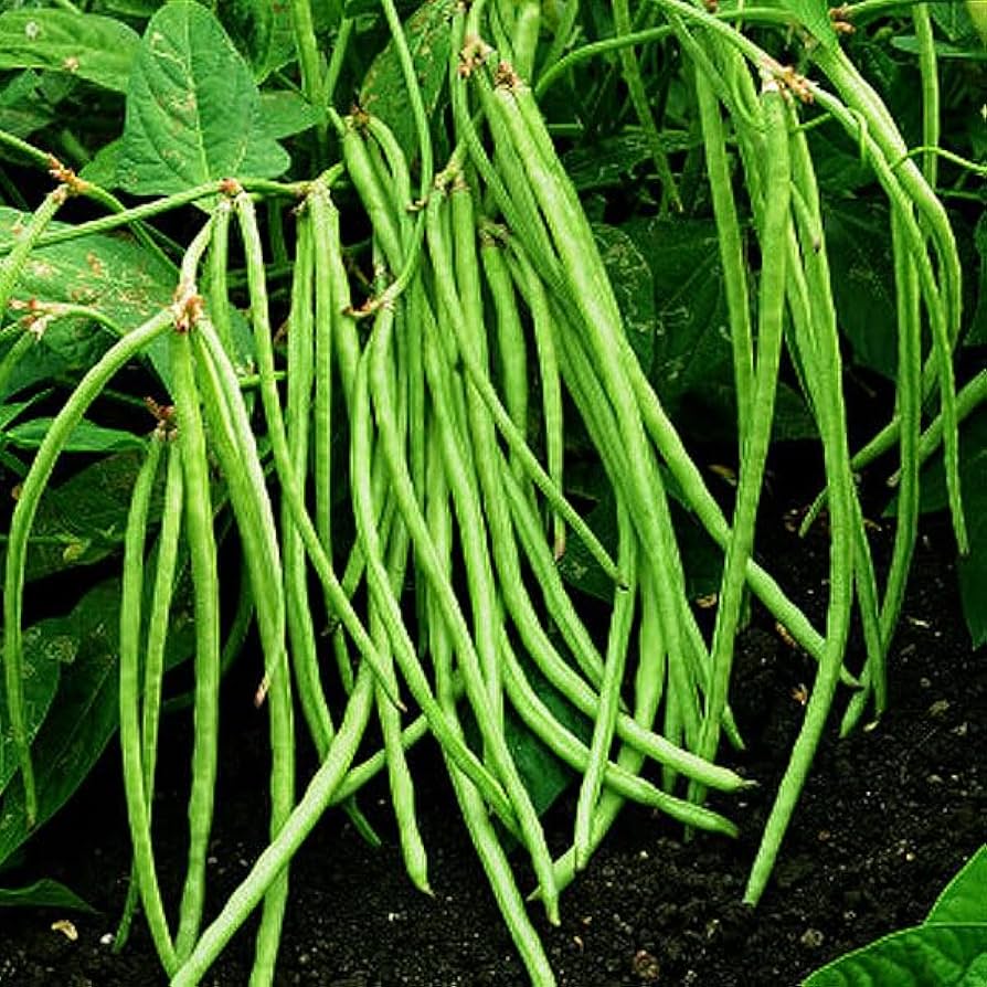 Cowpea Kashinath
