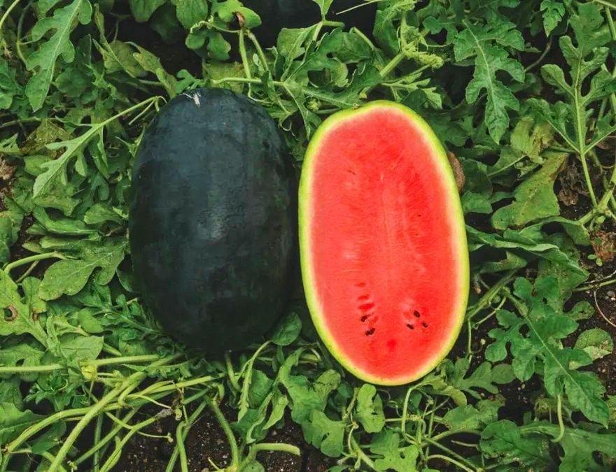 Watermelon Lalpori