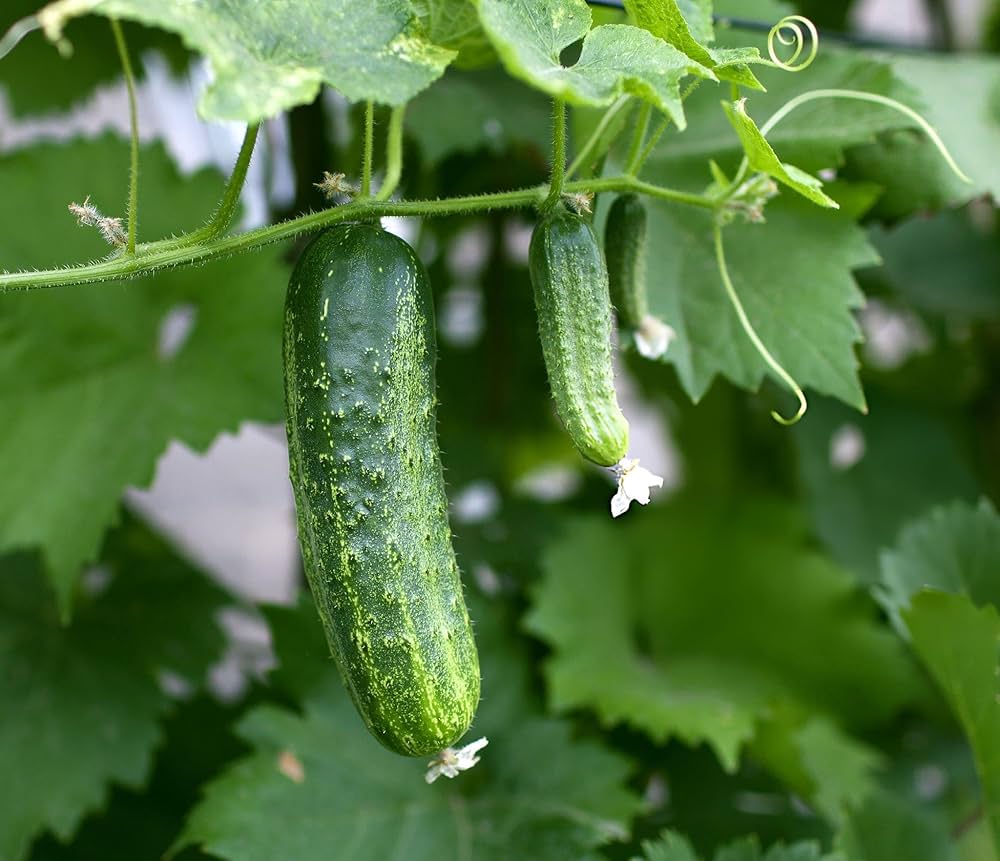 Cucumber 12 pata spl