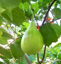 Bottle Gourd Golu-40