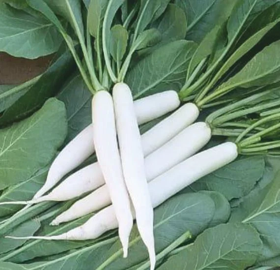 Radish Amul