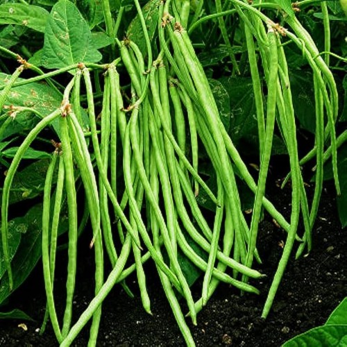 Cowpea Latika