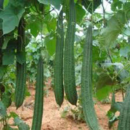 Ridge Gourd Sanvi Hyb