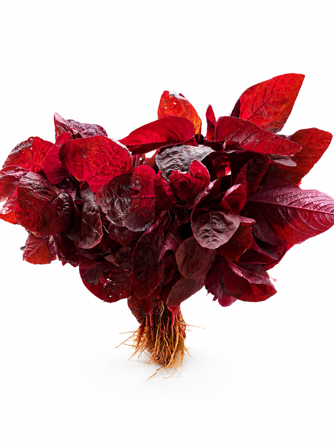 Amaranthus Red queen