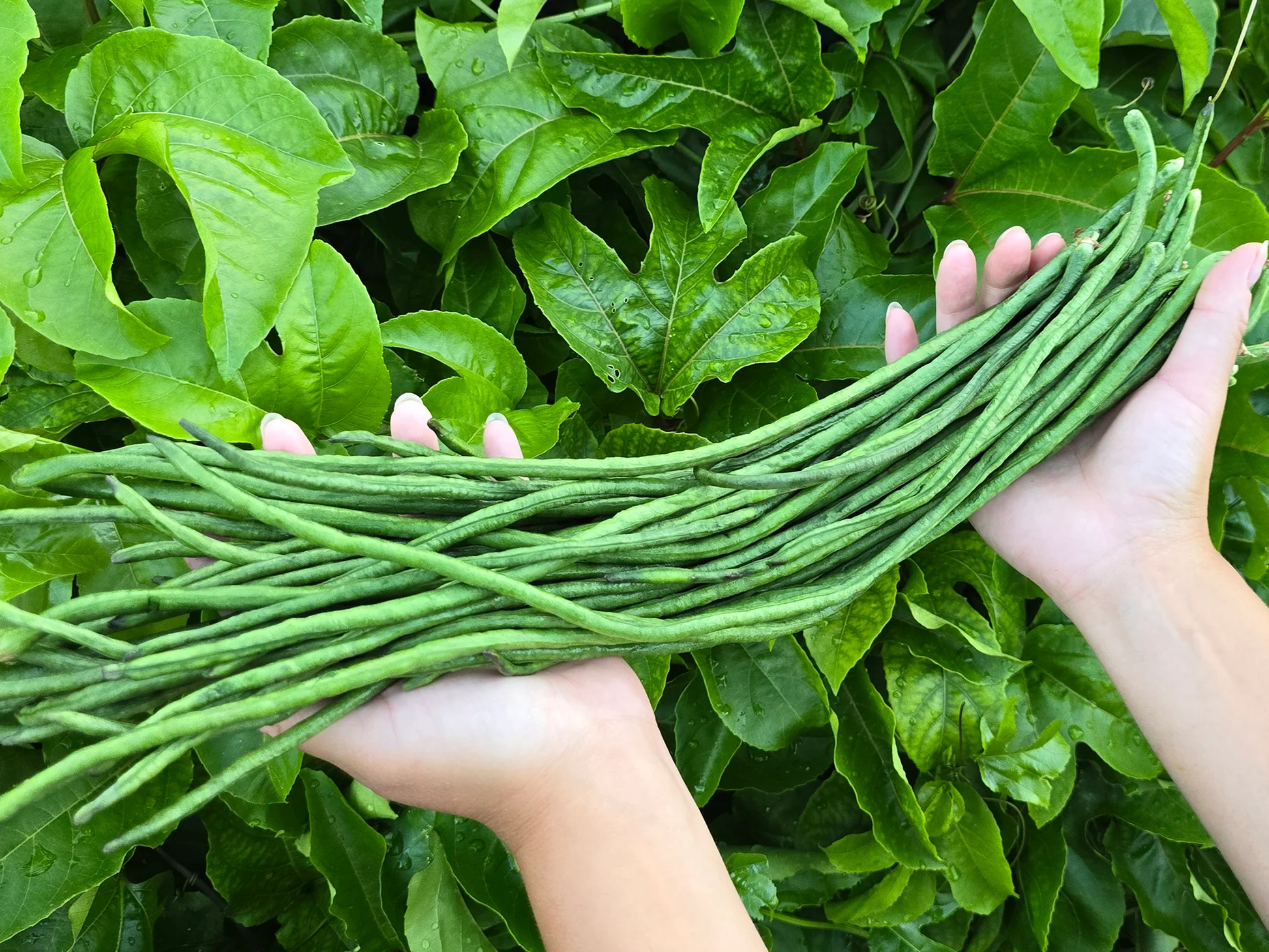 Beans Yard Long Green House Seeds