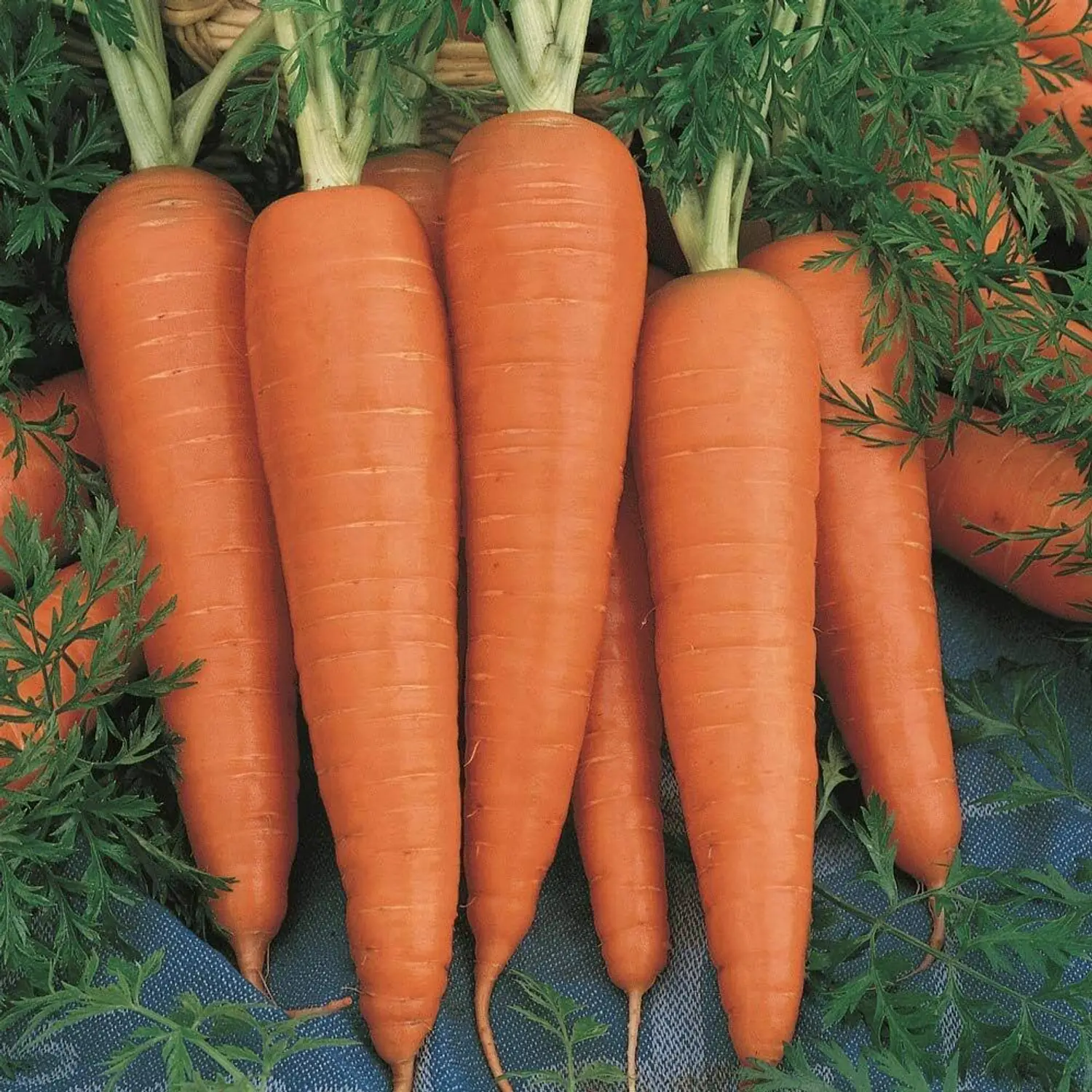 Carrot Orange Tarzan