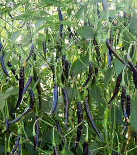 Chilli Black Diamond