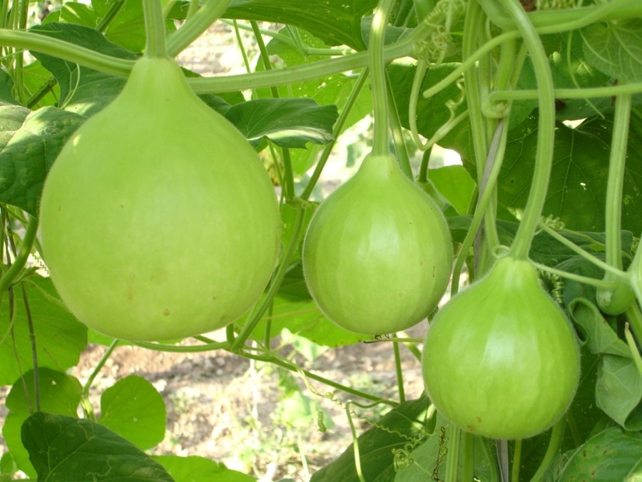 Bottle Gourd Golu-40