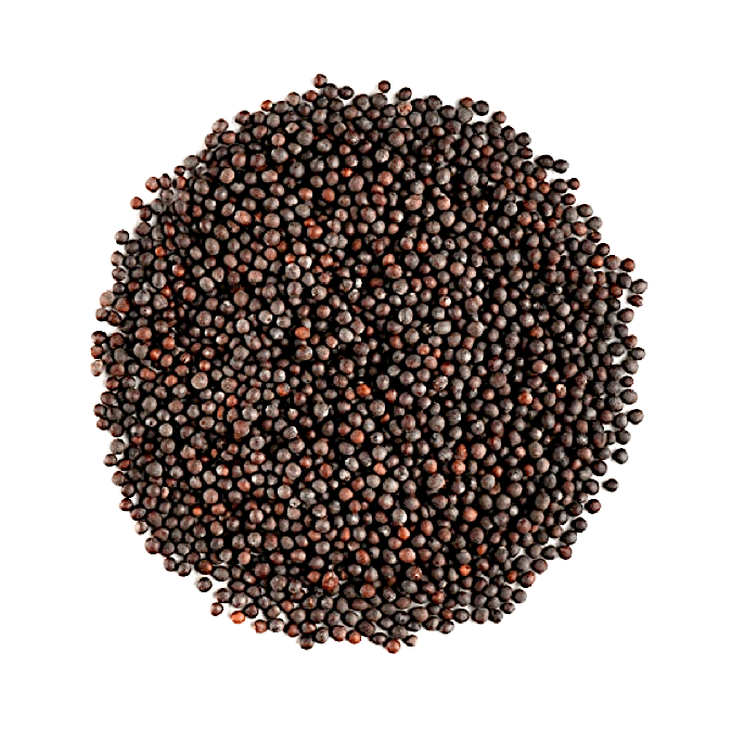 Mustard Shyam