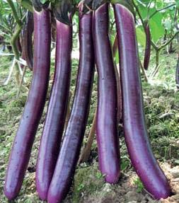 Brinjal Pinky 50