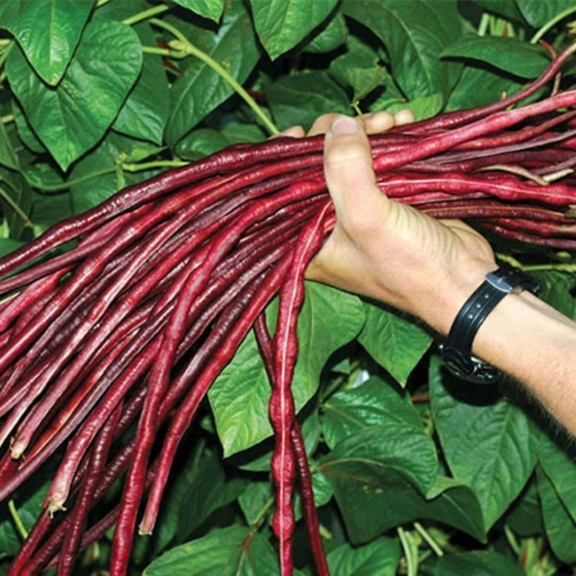 Beans Yard Long Red King