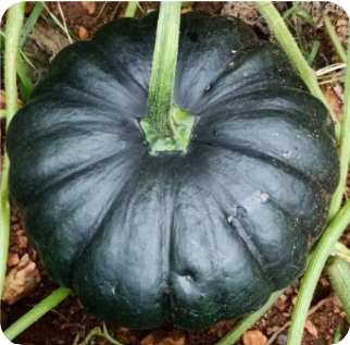 Pumpkin Damru