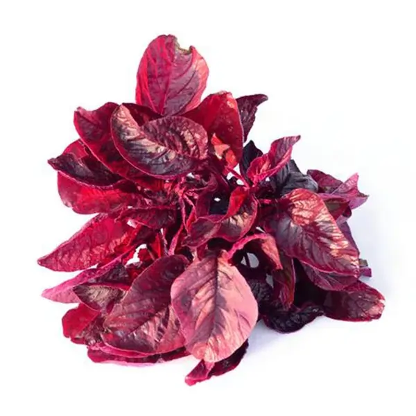 Amaranthus Red queen