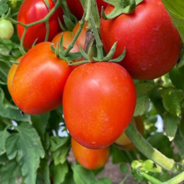 Tomato Sia