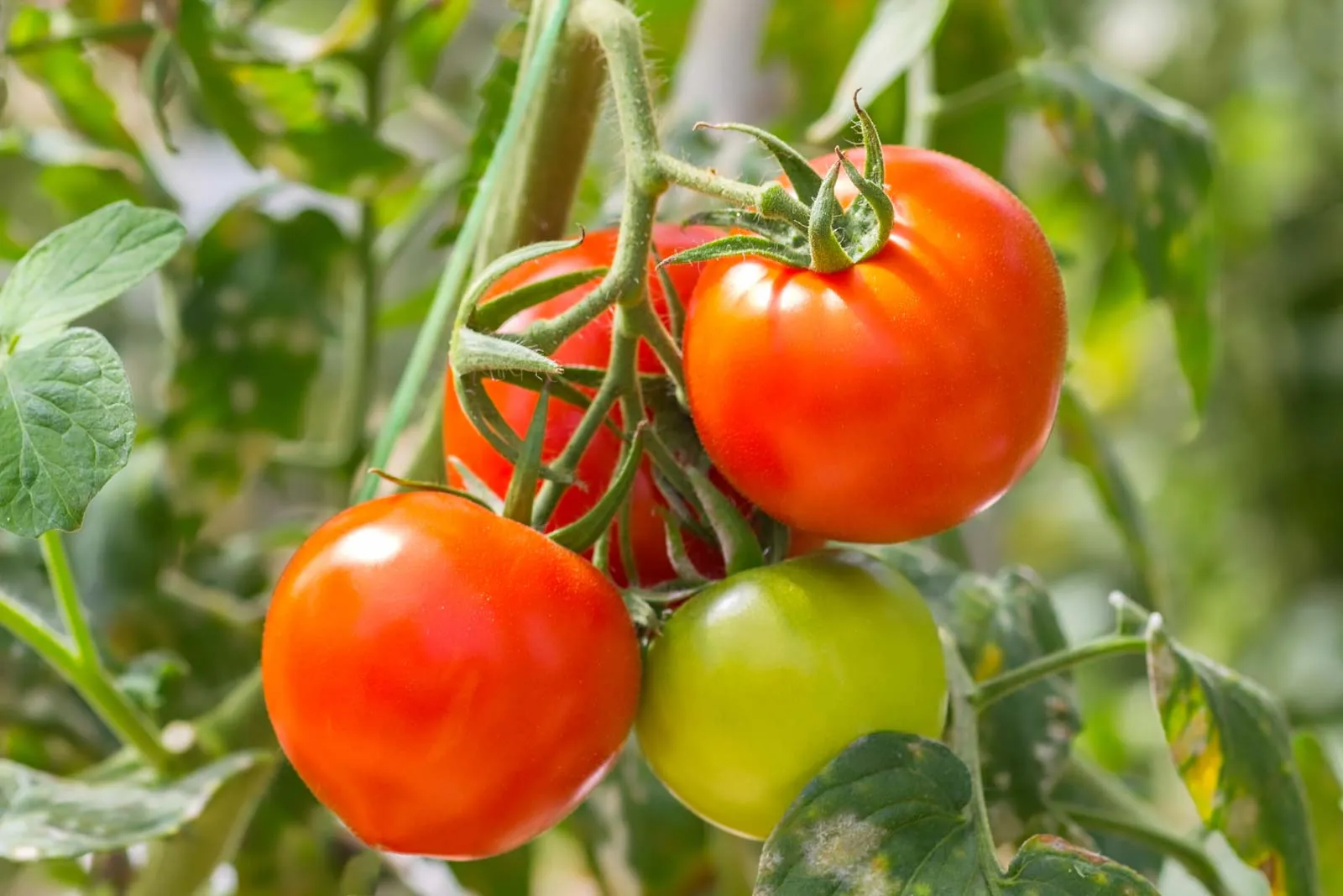 Tomato Tia