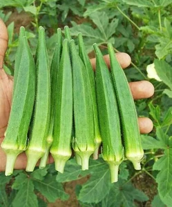 Bhendi RSF 007