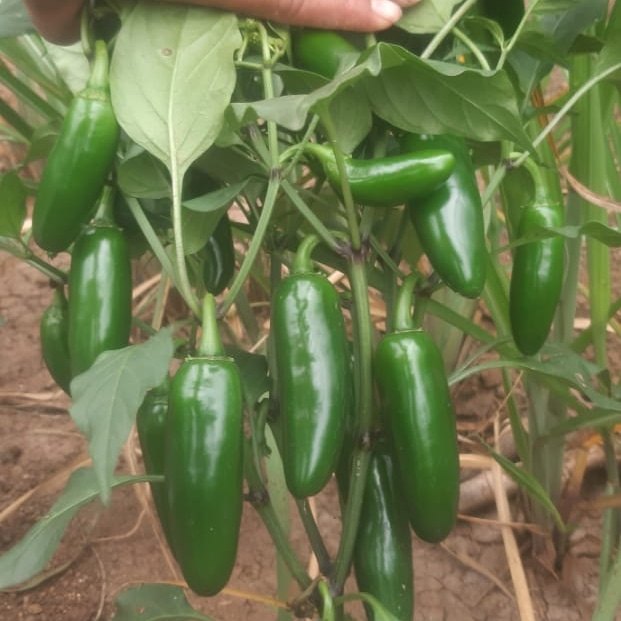 Chilli Bullet 5