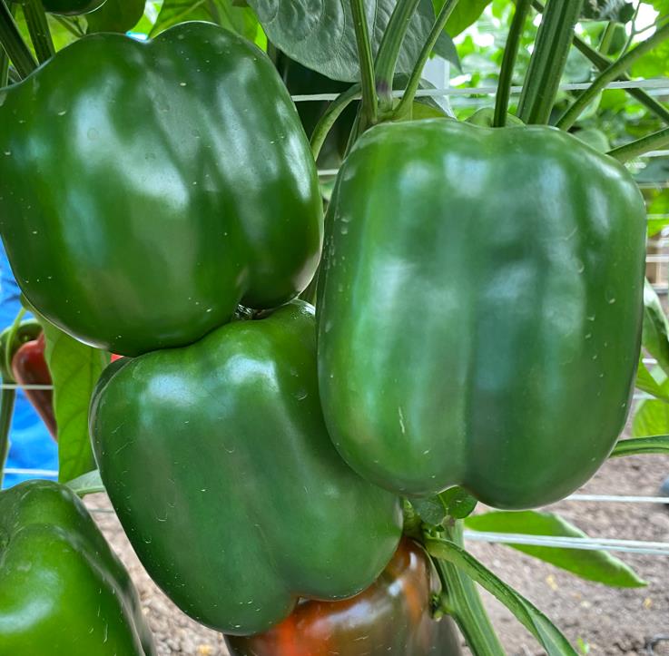 Capsicum Delta