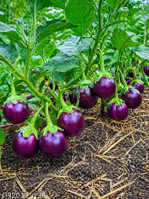 Brinjal Nabina