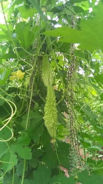 Bitter Gourd Mohan Seeds