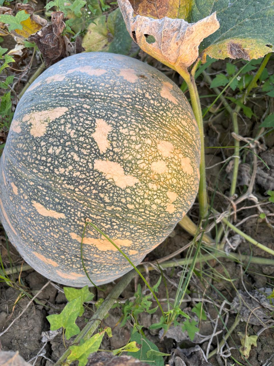 Pumpkin Mohadeb