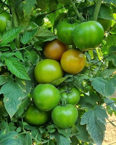 Tomato Elara