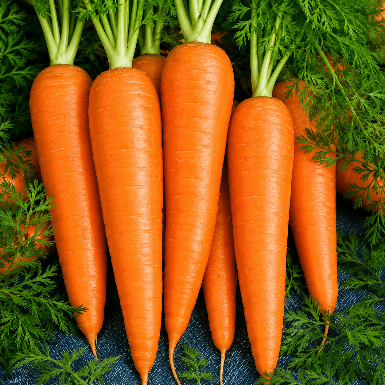 Carrot Orange Tarzan