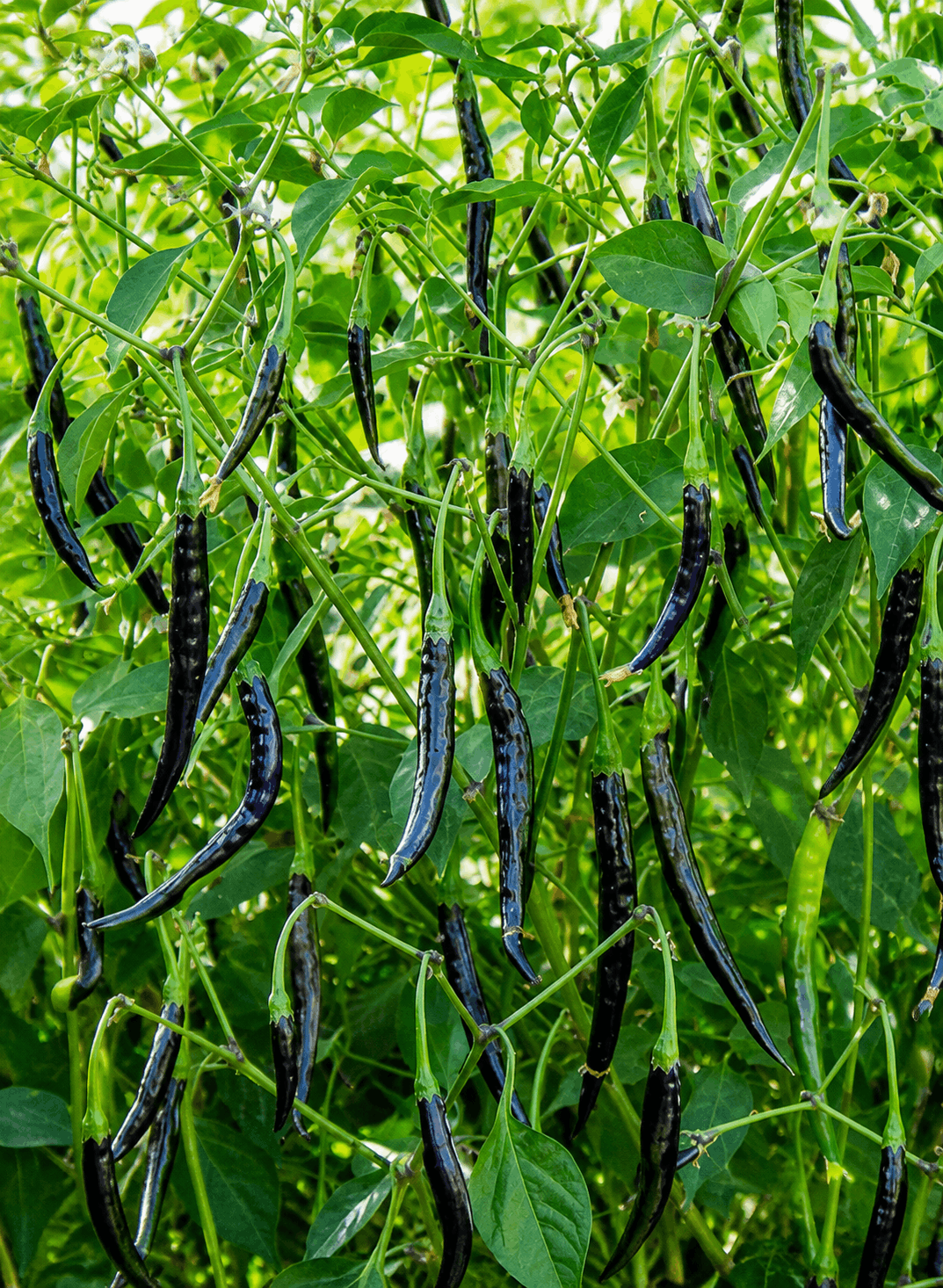 Chilli Black Diamond