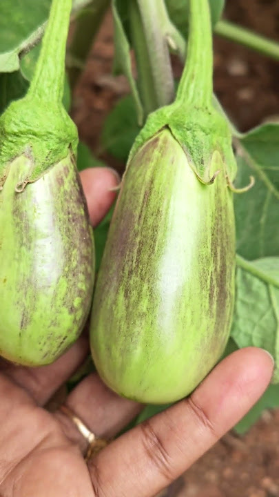 Brinjal Shankar
