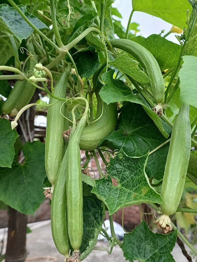 Sponge Gourd Oliver