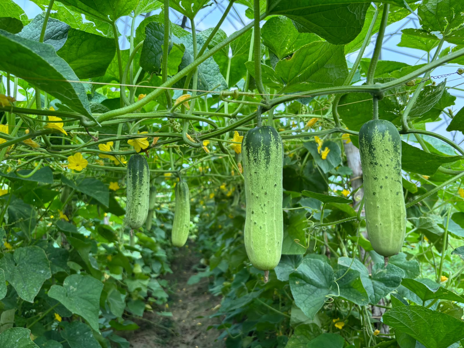 Cucumber Rimi