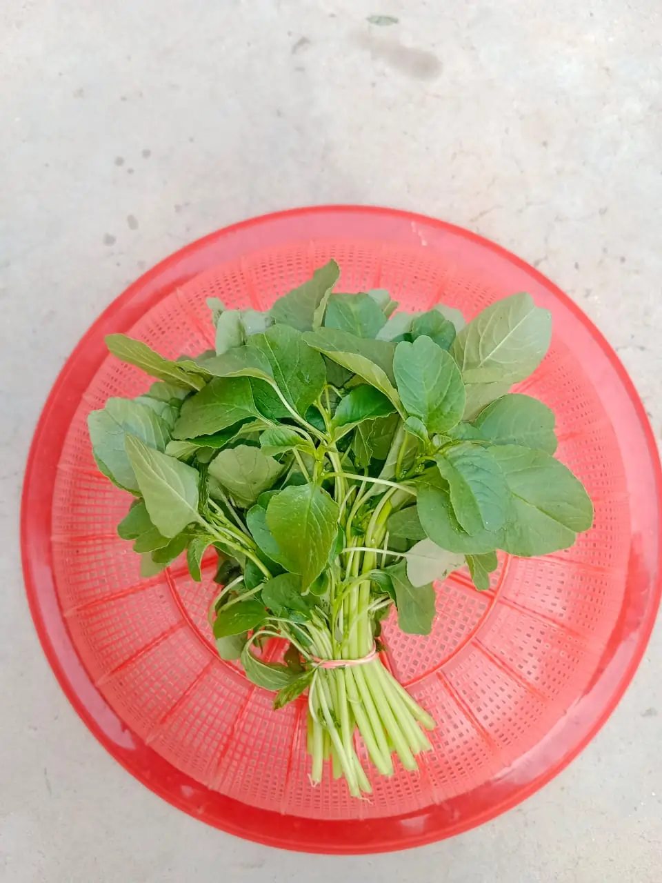 Amaranthus Shova