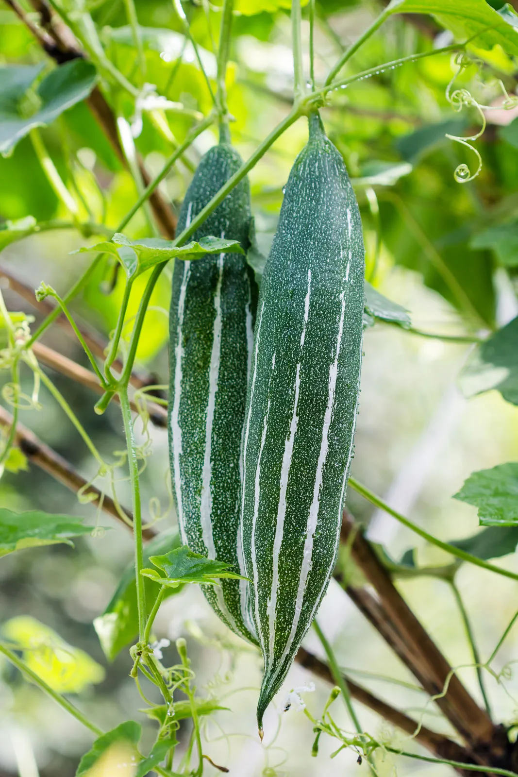 Snake Gourd Basuki